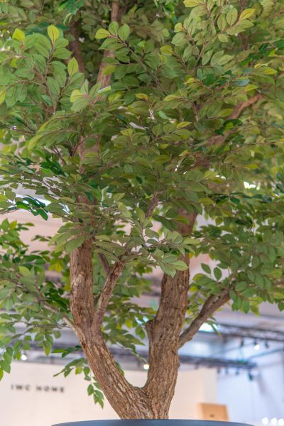 Sztuczny Fikus Benjamin - Drzewo na Targach w Warszawie 7