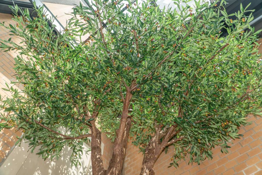 Sztuczne Drzewo Oliwne w Hotelu we Wrocławiu 13