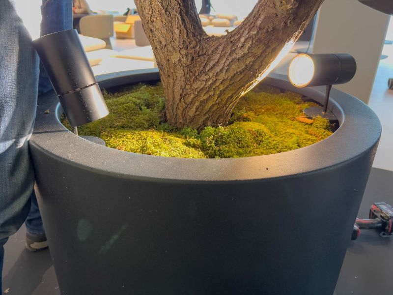 Sztuczny Fikus Benjamin - Drzewo na Targach w Warszawie 10