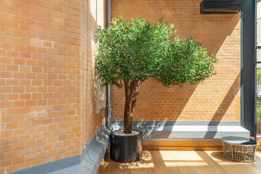 Sztuczne Drzewo Oliwne w Hotelu we Wrocławiu 3