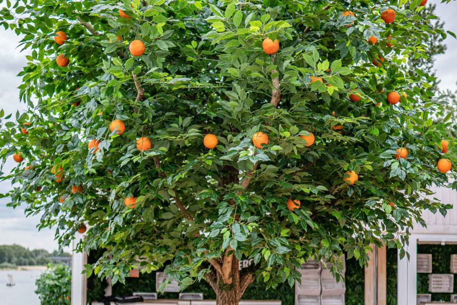 Sztuczna Pomarańcz - Drzewo Sztucznej Pomarańczy