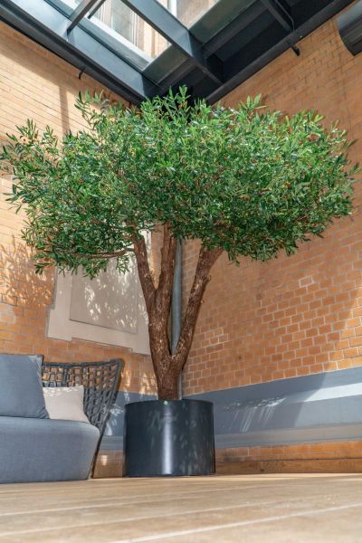 Sztuczne Drzewo Oliwne w Hotelu we Wrocławiu 12