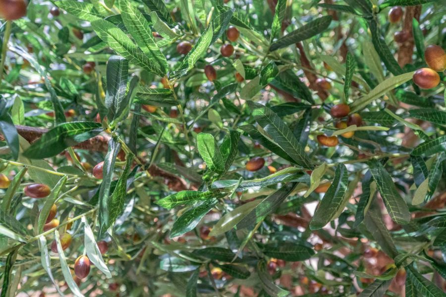 Sztuczne Drzewo Oliwne w Hotelu we Wrocławiu 15