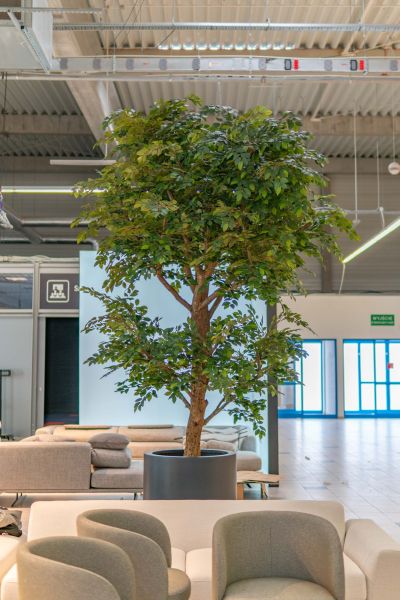 Sztuczny Fikus Benjamin - Drzewo na Targach w Warszawie 5