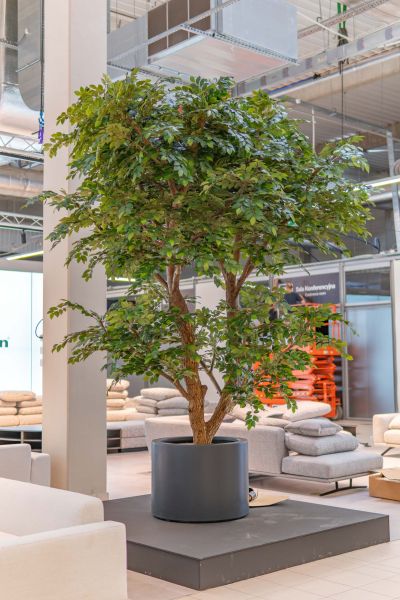 Sztuczny Fikus Benjamin - Drzewo na Targach w Warszawie 2