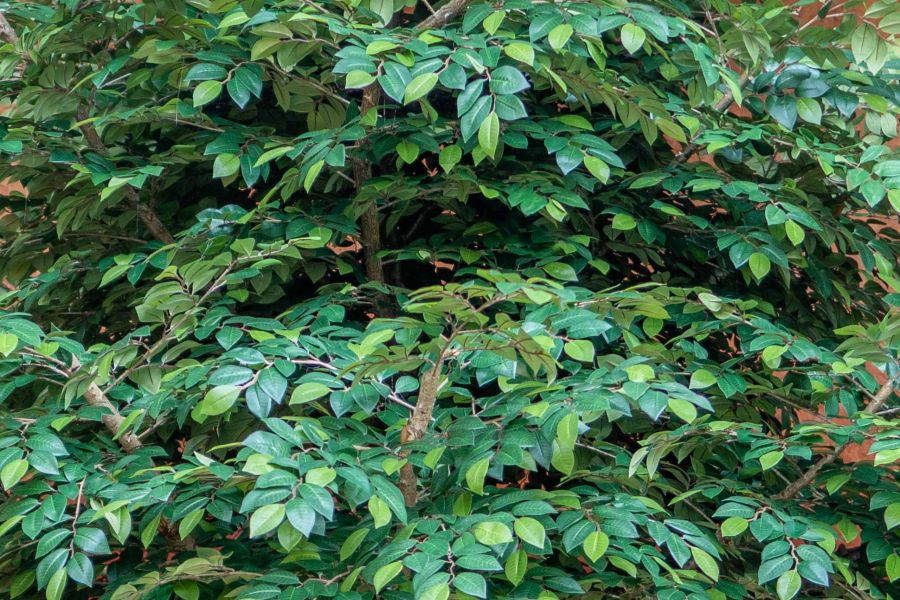 Sztuczny Fikus - Drzewo Sztucznego Fikusa