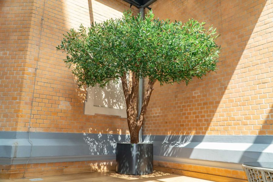 Sztuczne Drzewo Oliwne w Hotelu we Wrocławiu 4