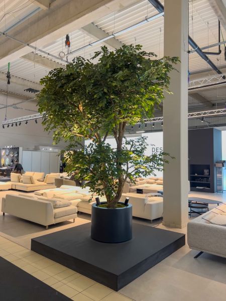 Sztuczny Fikus Benjamin - Drzewo na Targach w Warszawie 14