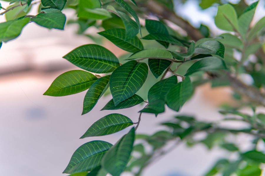 Sztuczny Fikus Benjamin - Drzewo na Targach w Warszawie 9