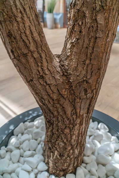 Sztuczne Drzewo Oliwne w Hotelu we Wrocławiu 6