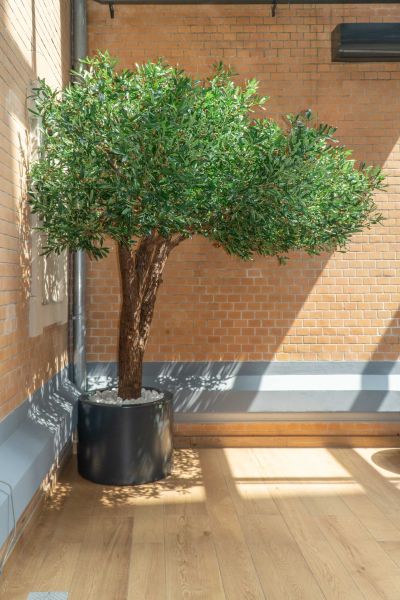 Sztuczne Drzewo Oliwne w Hotelu we Wrocławiu 17