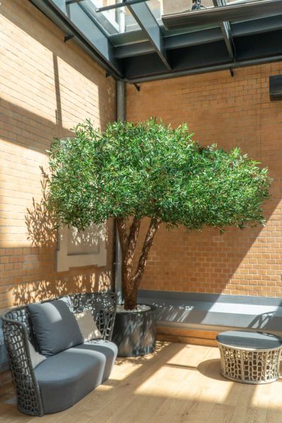 Sztuczne Drzewo Oliwne w Hotelu we Wrocławiu 9